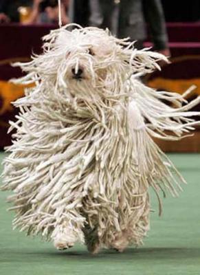 Прикрепленное изображение: 2733371_1190638986_komandor.jpg